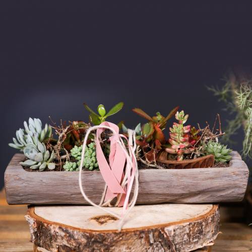 Floristik24 Decorative bowl Paulownia wood 37cm x 14cm H7cm