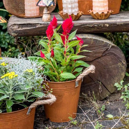 Floristik24 Decorative pot with handles, autumn decoration, metal bowl patina Ø20cm H19cm