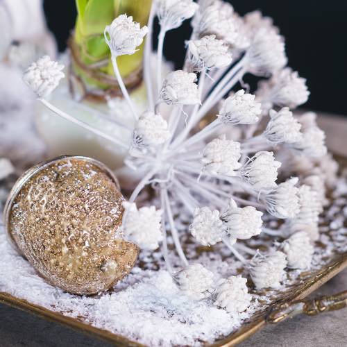 Floristik24 Decorative branch of fennel infructescence white waxed H22cm