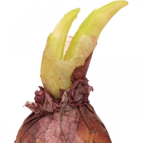 Floristik24 Deco onions with roots artificial vegetables 7.5/10cm 9pcs