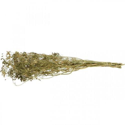 Floristik24 Dried flowers dill natural dried floristry 50cm 20 pcs