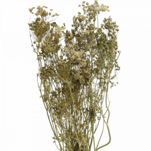 Floristik24 Dried flowers dill nature dry floristics 50cm 20p