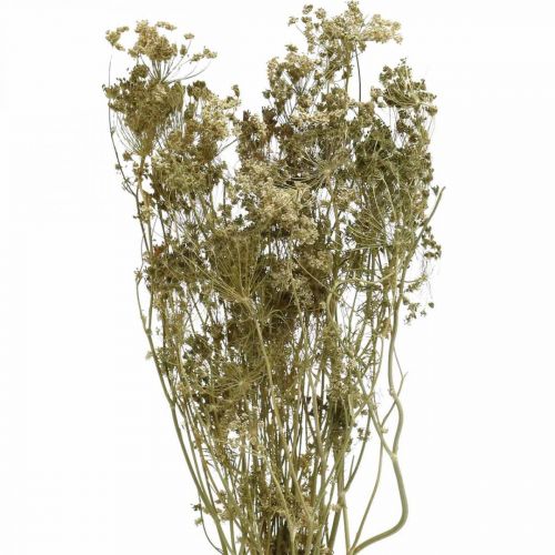 Dried flowers dill natural dried floristry 50cm 20 pcs