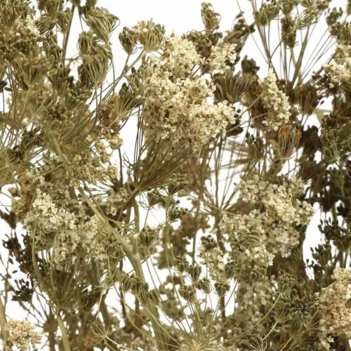 Product Dried flowers dill nature dry floristics 50cm 20p