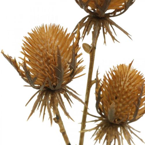 Floristik24 Thistle Branch Brown Artificial Plant Fall Decoration 38cm Artificial plant like the real thing!