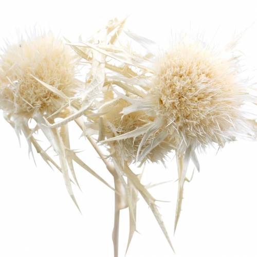 Dried flower thistle twig bleached 80g