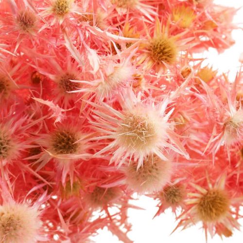 Product Thistle Decorative Branch, Antique Rose Dried Flowers, 100g - Ideal for DIY Decoration &amp; Wreaths