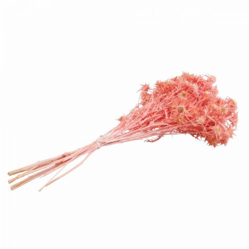 Product Thistle Decorative Branch, Antique Rose Dried Flowers, 100g - Ideal for DIY Decoration & Wreaths