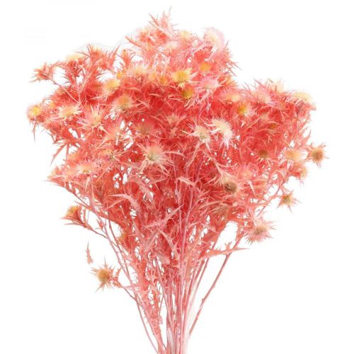 Dried thistle deco branch Dusty pink dried flowers 100g