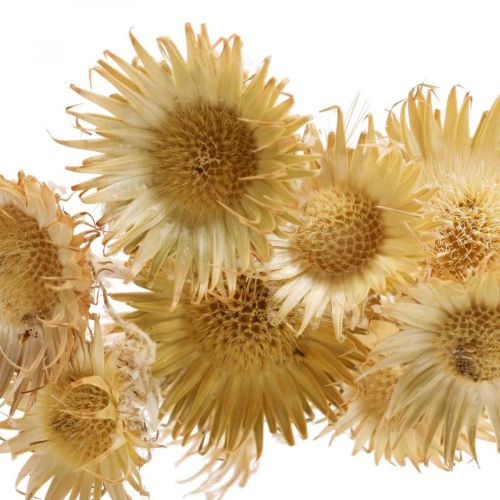 Floristik24 Thistle dried decorative branch mountain thistle alpine thistle 10 pcs