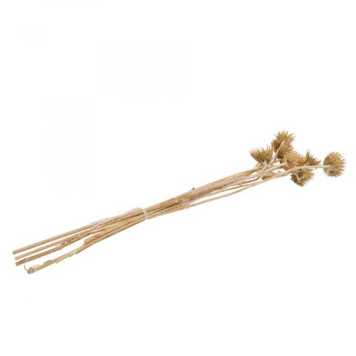 Floristik24 Thistle dried decorative branch mountain thistle alpine thistle 10 pcs