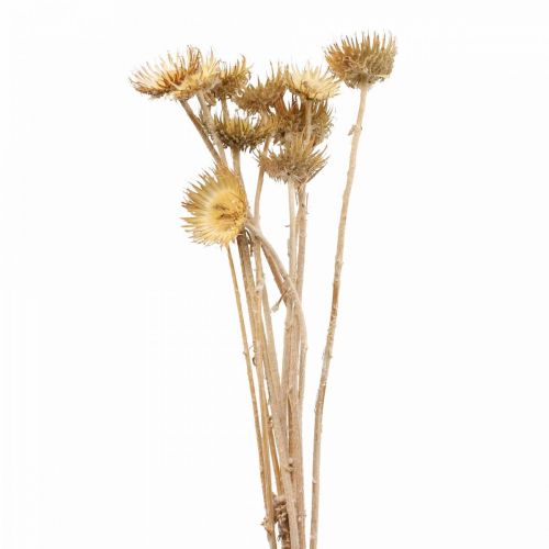 Floristik24 Thistle dried decorative branch mountain thistle alpine thistle 10 pcs