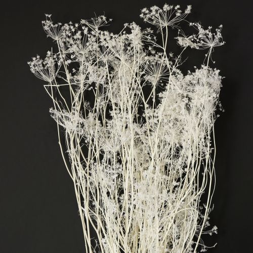 Product Umbelliferous Dried Flowers (Umbellifera) White 70-80cm 150g