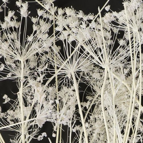 Product Umbelliferous Dried Flowers (Umbellifera) White 70-80cm 150g