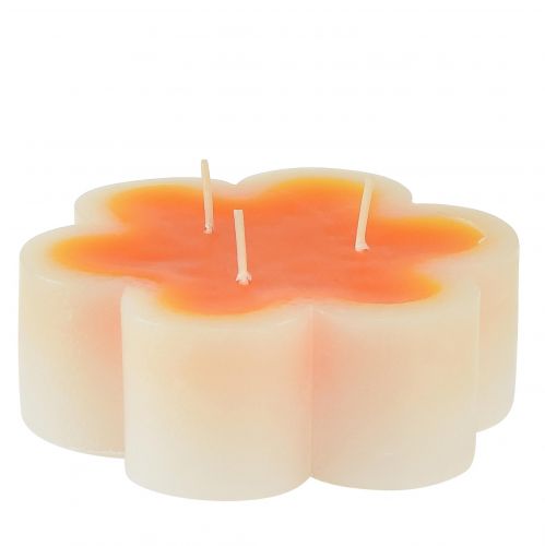 Floristik24 Three-wick candle white orange in the shape of a flower Ø11.5cm H4cm