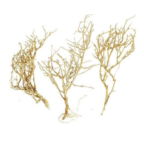 Floristik24 Dried branches Bleached Natural miniature trees 500g