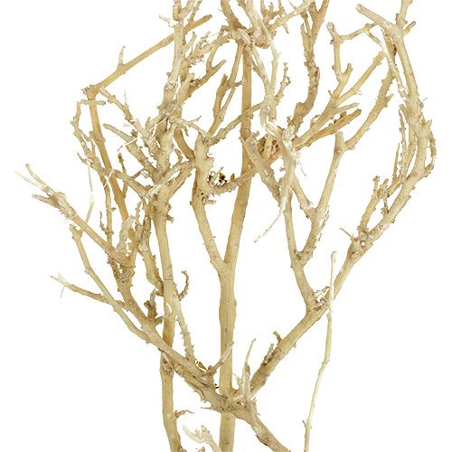 Product Dried branches Bleached Natural miniature trees 500g