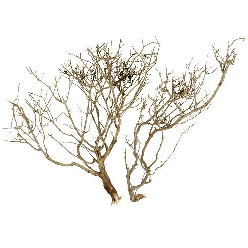 Dry Tree Nature 500gr