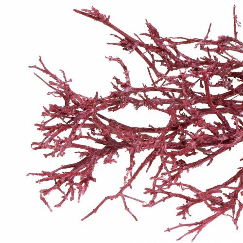 Floristik24 Dekoast coral branch red white washed 500g