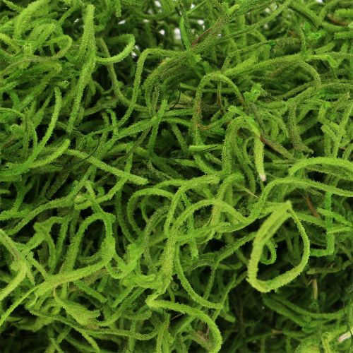 Floristik24 Jungle moss spring green 250g