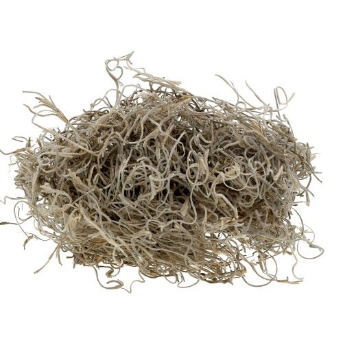 Floristik24 Jungle moss natural 250g