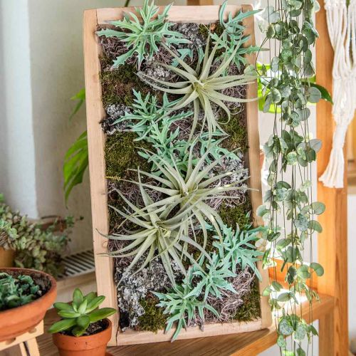 Floristik24 Echeveria 33cm light green