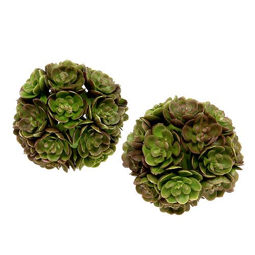 Floristik24 Echeveria ball 5cm green 4pcs