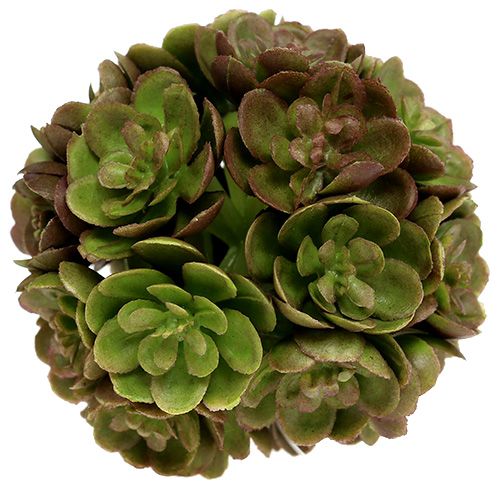 Floristik24 Echeveria ball 5cm green 4pcs