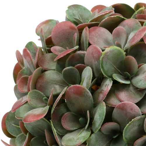 Floristik24 Echeveria ball artificial green, red Ø22cm