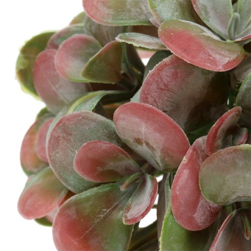 Floristik24 Echeveria balls green, red Ø14cm 4pcs