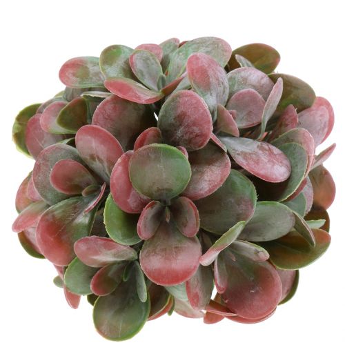 Floristik24 Echeveria balls green, red Ø14cm 4pcs