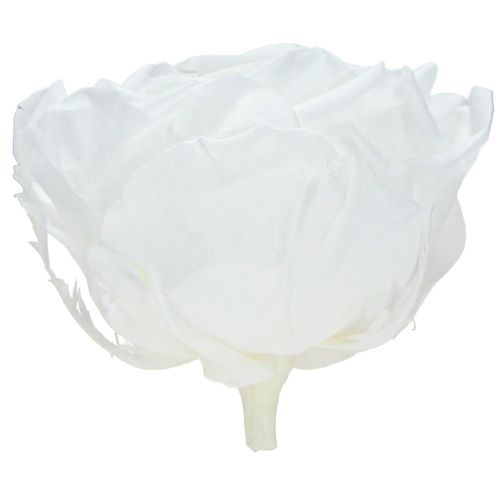 Floristik24 Real rose heads Infinity Roses White Premium Ø8.5cm 4 pcs