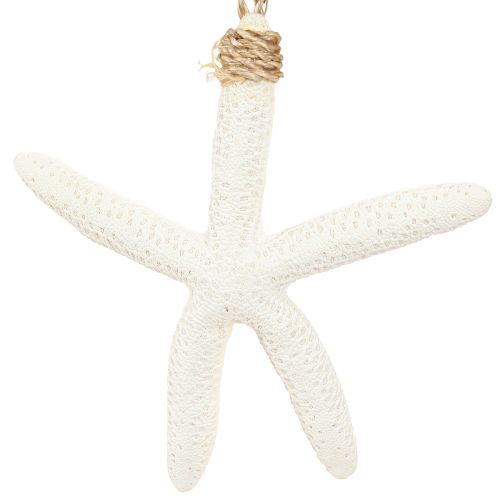 Floristik24 Real starfish decoration maritime pendant gray white 10-14cm 4pcs