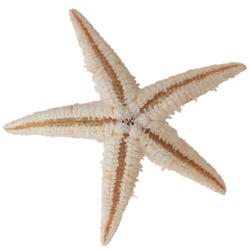 Floristik24 Real young starfish maritime table decoration 3-4cm 100 pcs