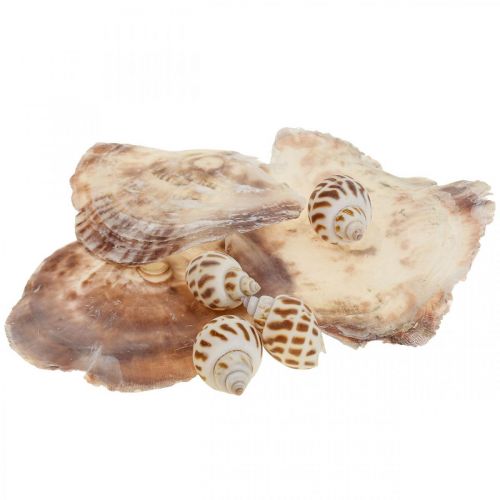Real shells snail shells decoration, Capiz mother-of-pearl shell 400g