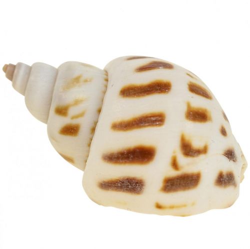 Real shells snail shells decoration, Capiz mother-of-pearl shell 400g