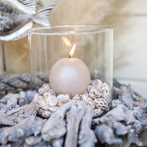 Floristik24 Real sea shells Sea snails Capiz Shells Marine décor 400g