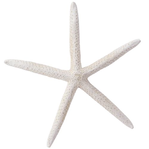 Real starfish natural decoration maritime Ø16–20cm 10 pcs