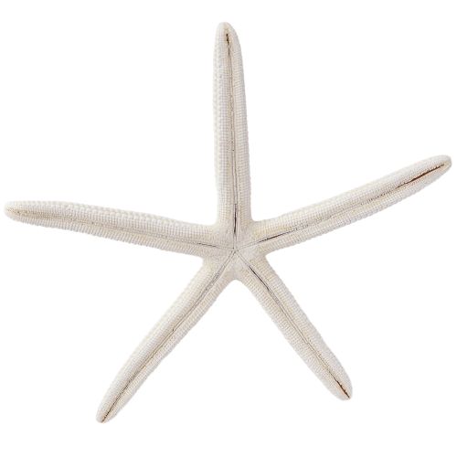 Product Real starfish natural decoration maritime Ø16–20cm 10 pcs