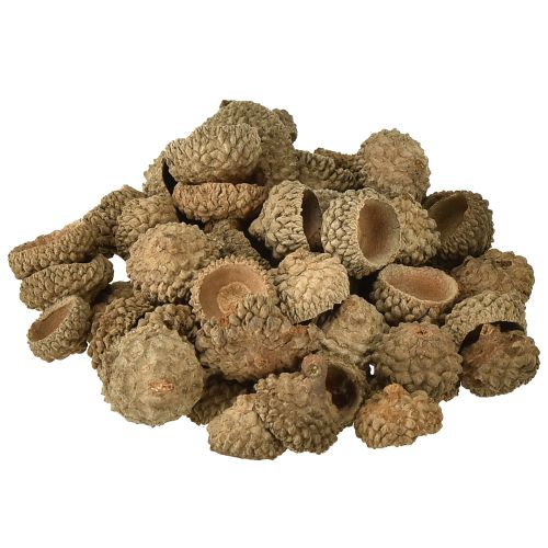 Floristik24 Acorn caps natural decorative acorns for crafting 1.5cm 200g