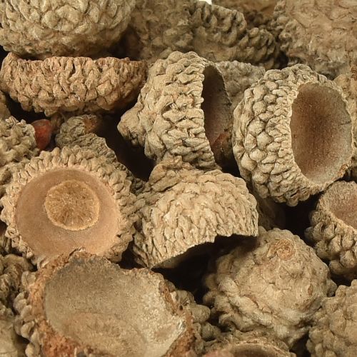 Floristik24 Acorn caps natural decorative acorns for crafting 1.5cm 200g