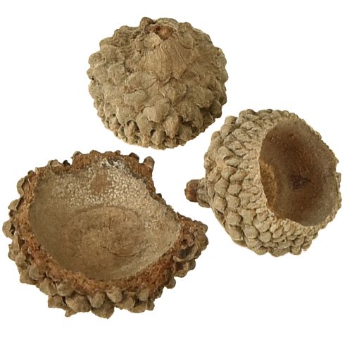 Floristik24 Acorn caps natural decorative acorns for crafting 1.5cm 200g