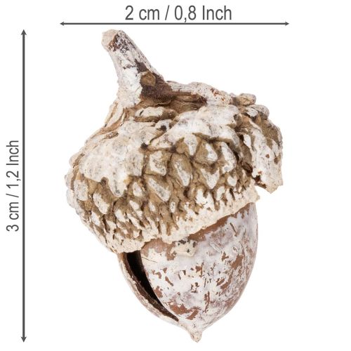 Acorns, natural product for decoration, whitewashed, 1-3cm, 300g | Floristik24.ie