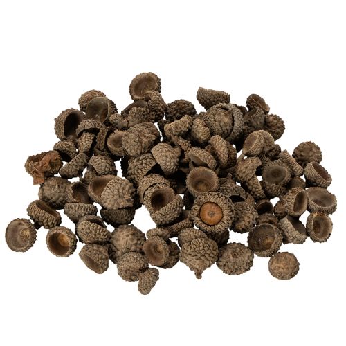 Natural acorn caps, decorative bowls for autumn and Advent, 2cm, 300g buy online | Floristik24.ie