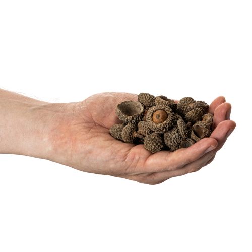 Natural acorn caps, decorative bowls for autumn and Advent, 2cm, 300g | Floristik24.ie