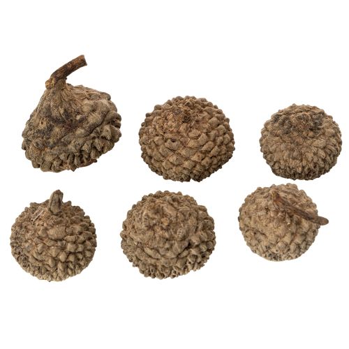 Natural acorn caps, decorative bowls for autumn and Advent, 2cm, 300g | Floristik24.ie