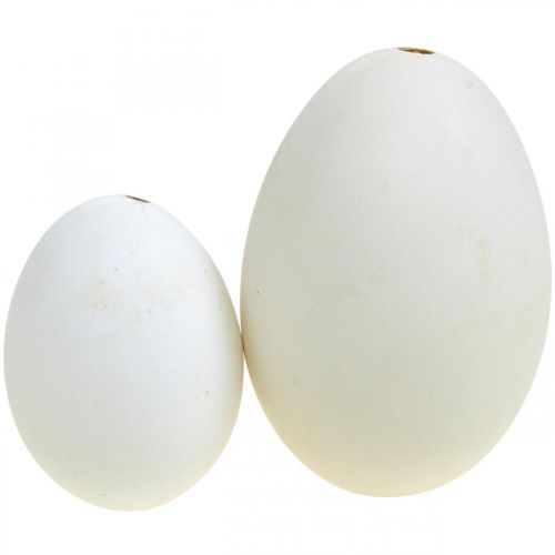 Floristik24 Swan eggs & chicken eggs mix blown out eggs white 5.5/8cm 9pcs