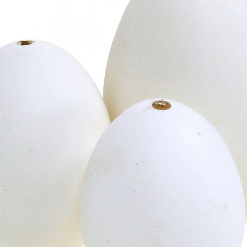 Floristik24 Swan eggs &amp; chicken eggs mix blown out eggs white 5.5/8cm 9pcs