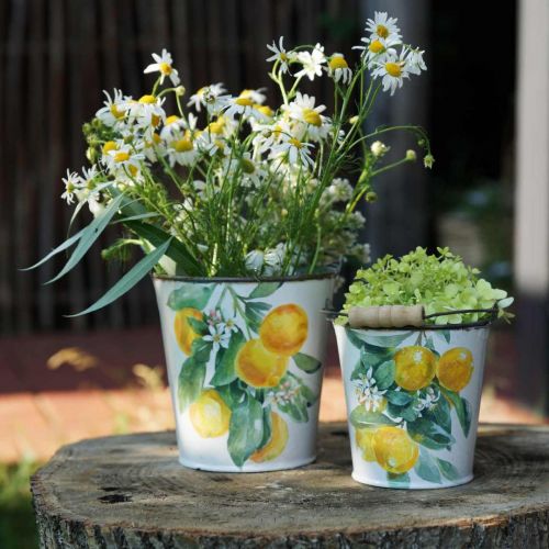 Floristik24 Decorative bucket lemons Mediterranean planter Ø13.5/11/9cm H14/11.5/cm set of 3