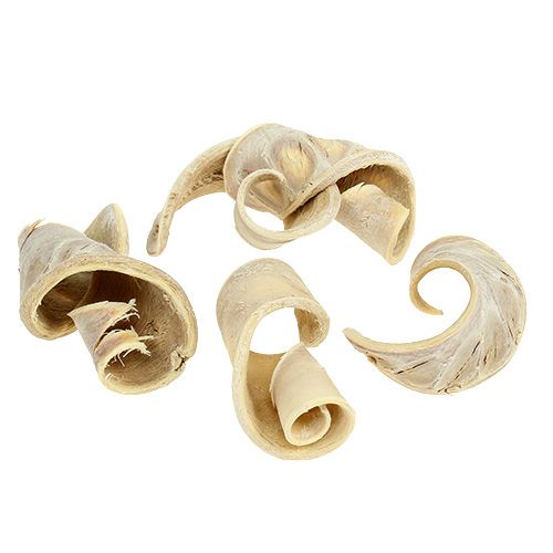Floristik24 Elephant Ear Dried Bleached Flower Pods 7.5-10cm 25pcs
